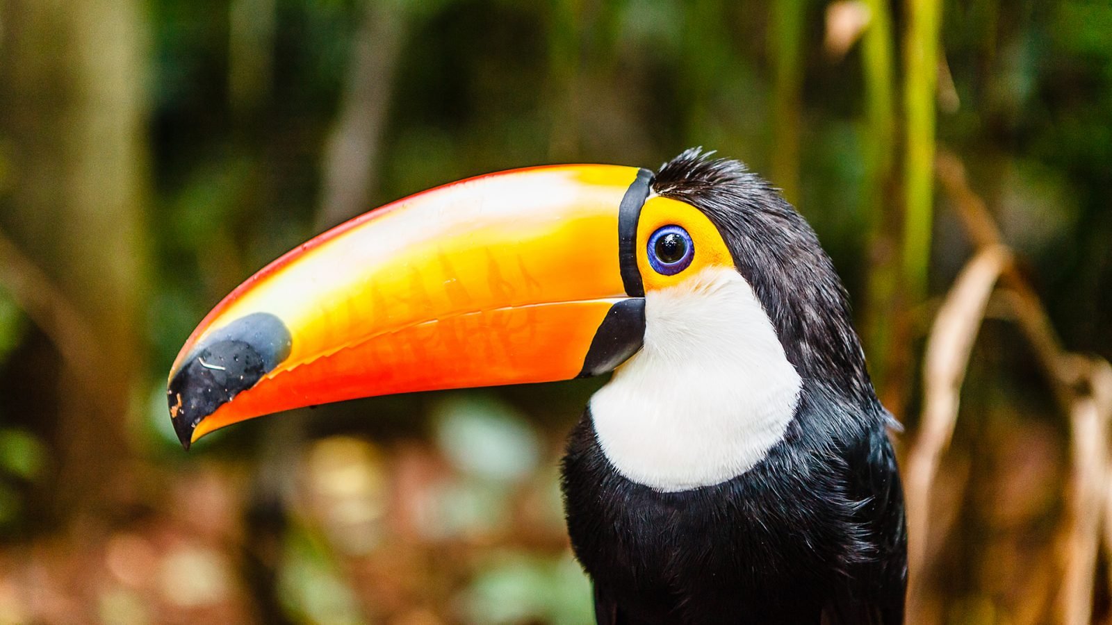 Tukan w lesie deszczowym wśród drzew i liści, wczesnym rankiem po deszczu.