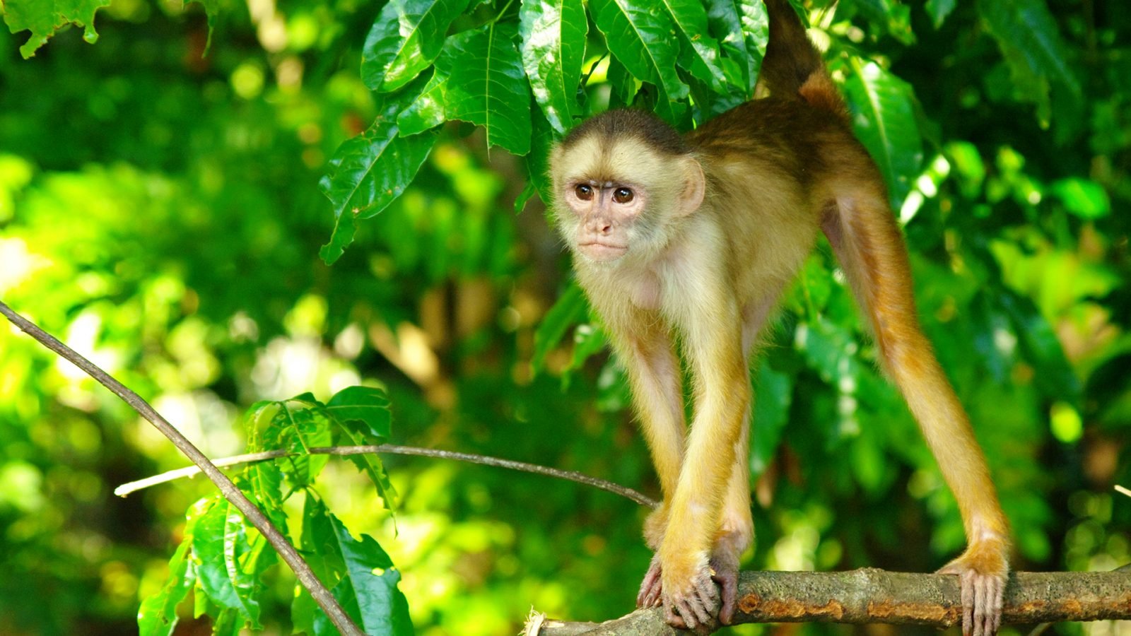 Kapucynka białogłowa w lesie deszczowym w pobliżu Manaus w Brazylii.