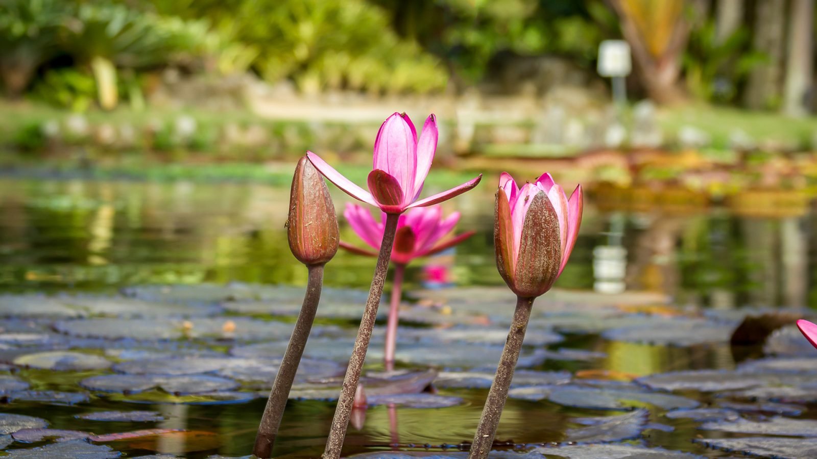 Kwiaty różowego lotosu; Gigantyczna lilia wodna (Vicoria amazonica).