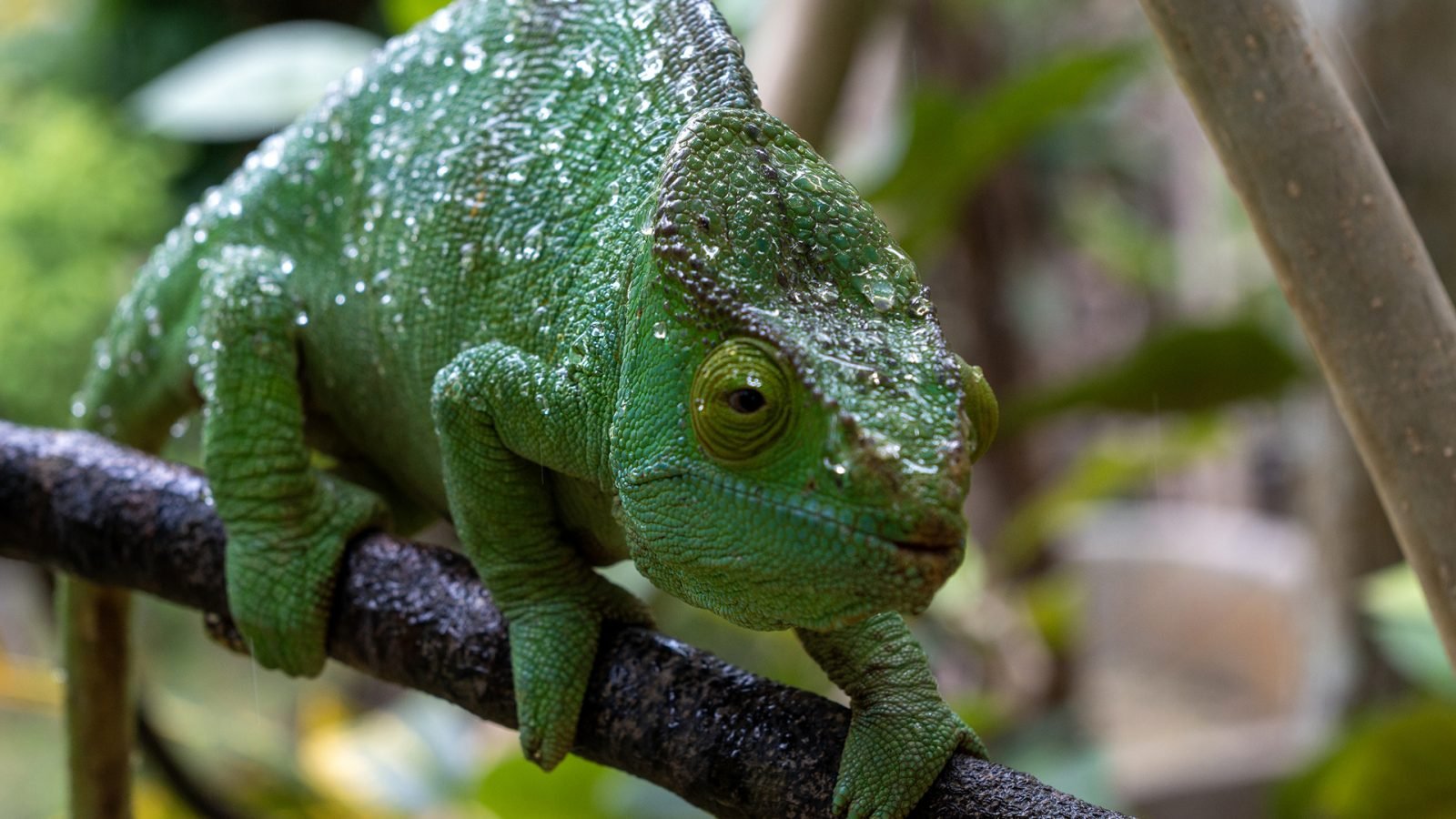 Kameleon Parsona pokryty kroplami deszczu na wolności na Madagaskarze