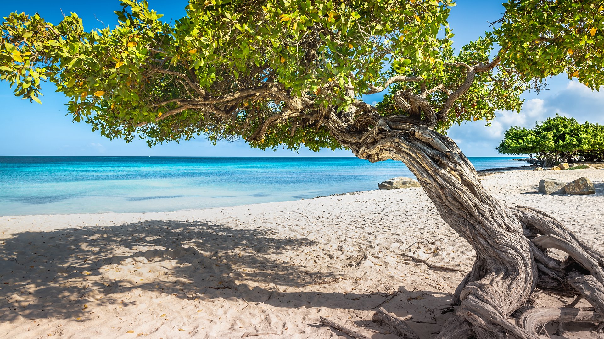 aruba