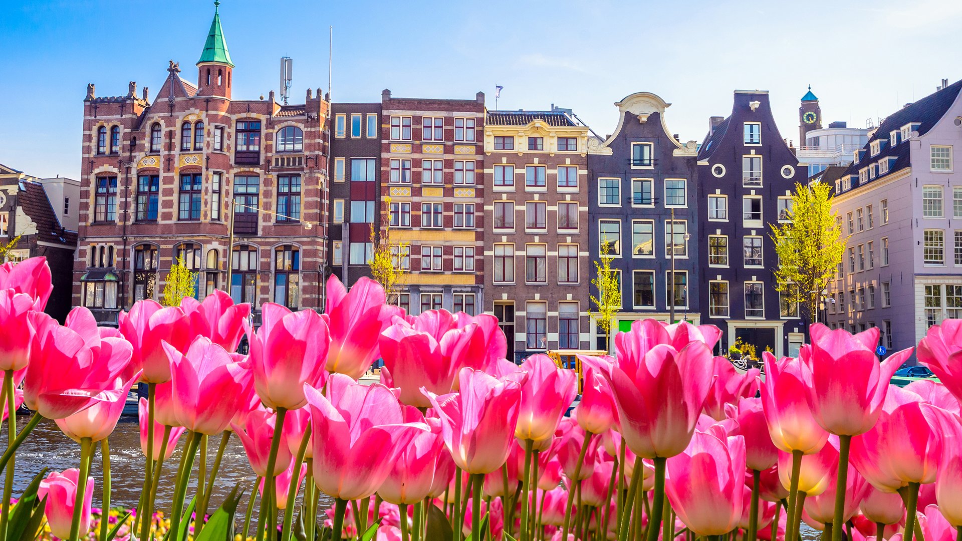 tulipany