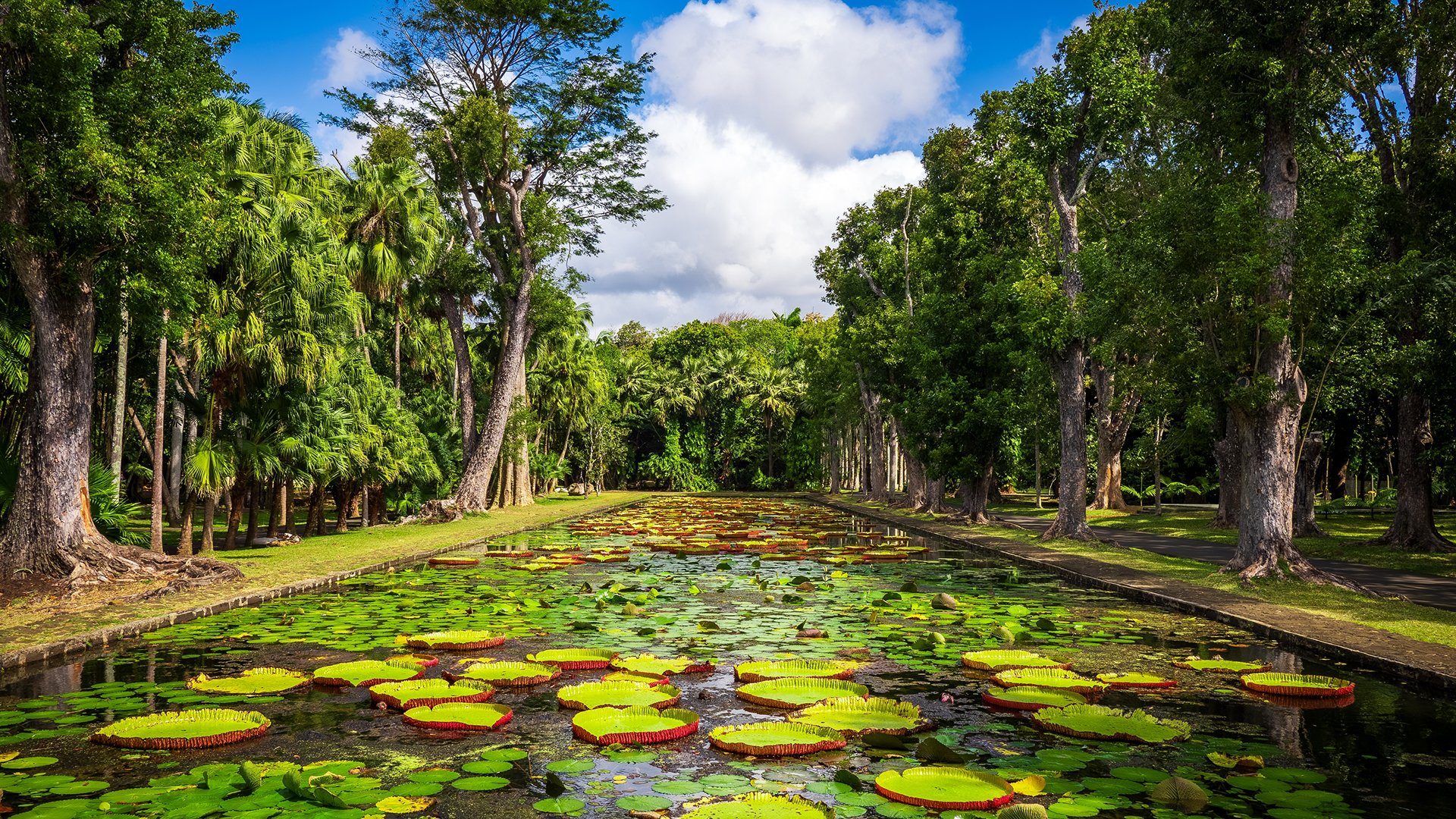 Ogród botaniczny Pamplemousses