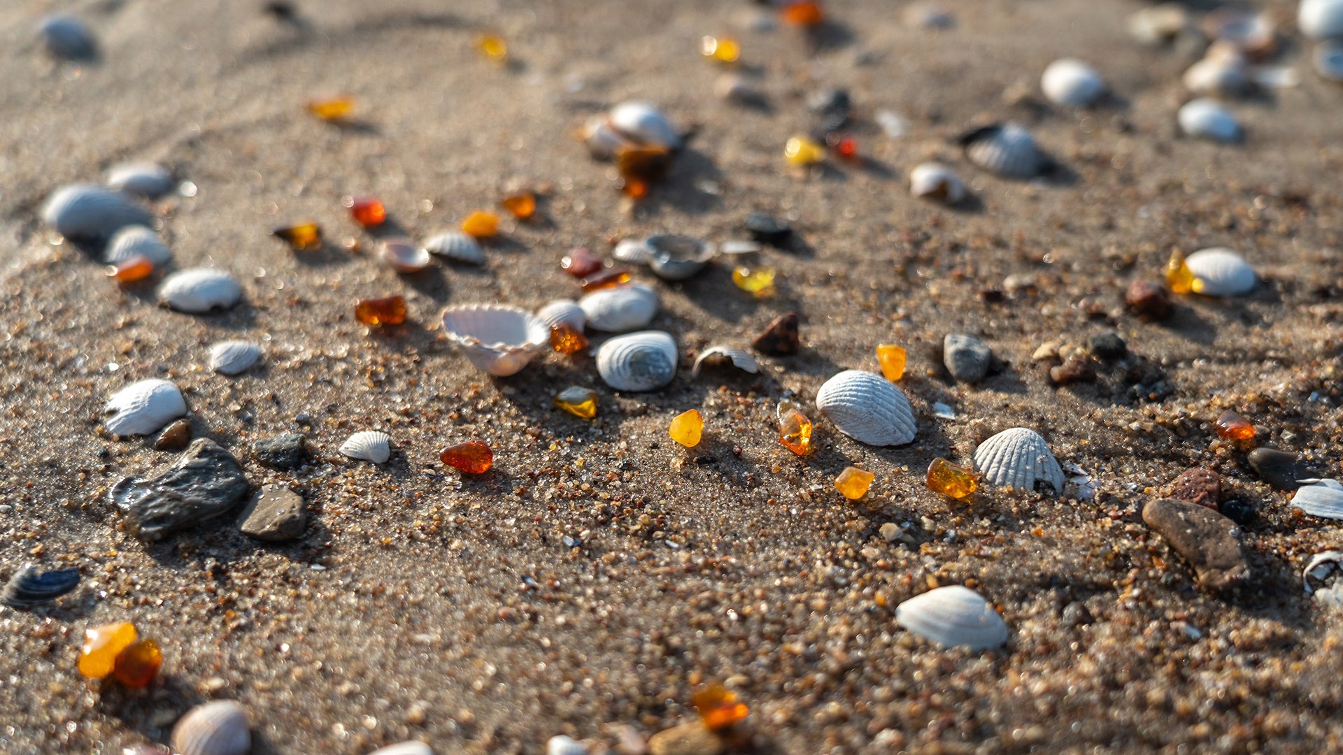 muszle i bursztyny nad bałtykiem