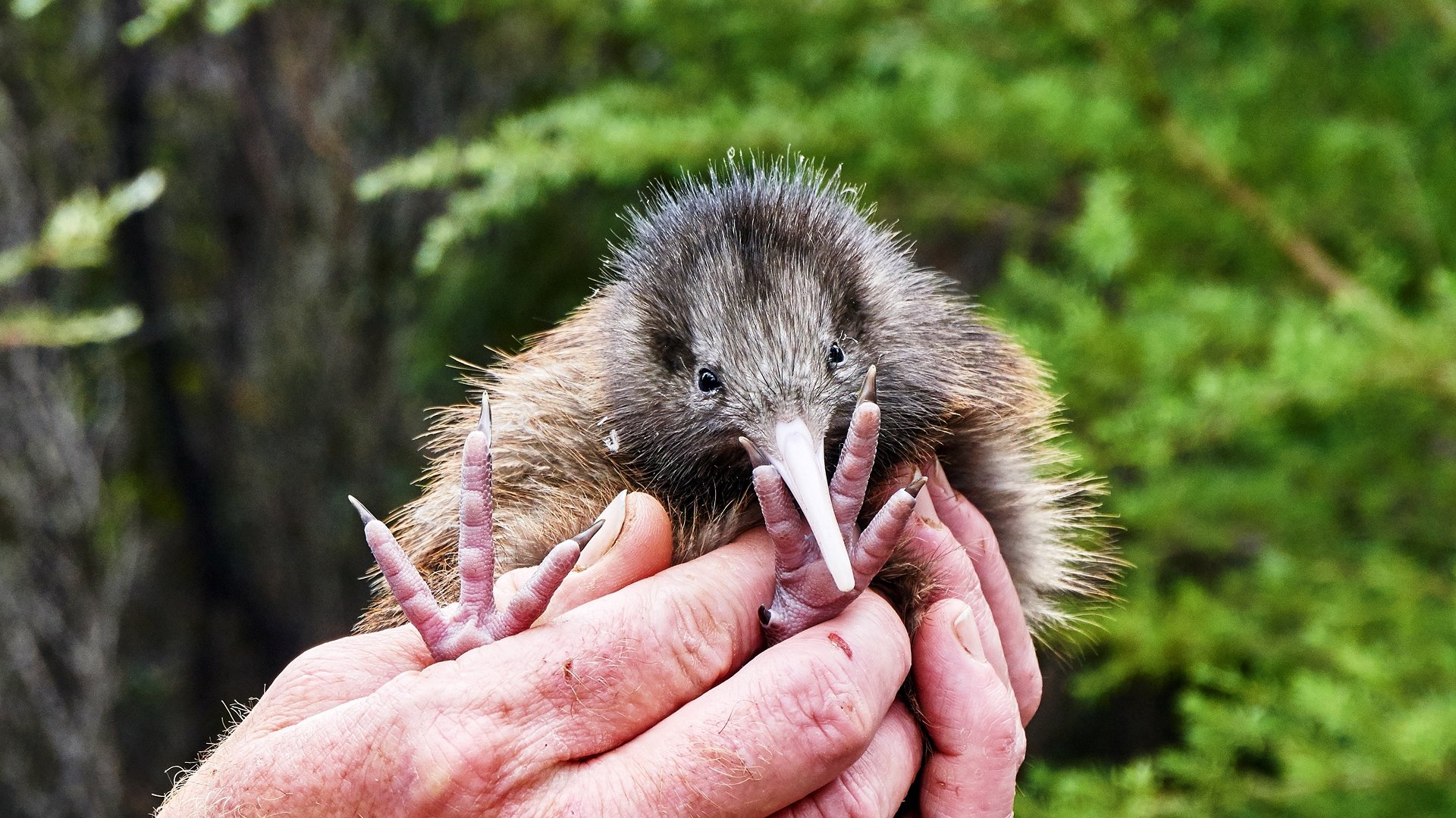 kiwi