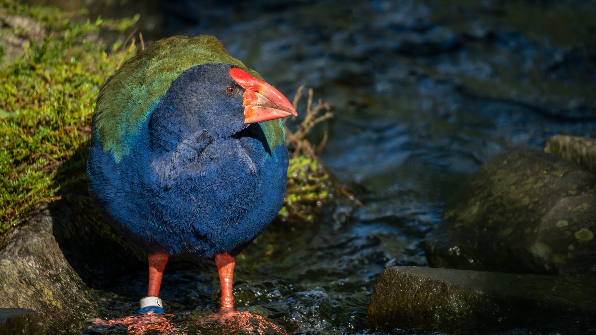 Takahe