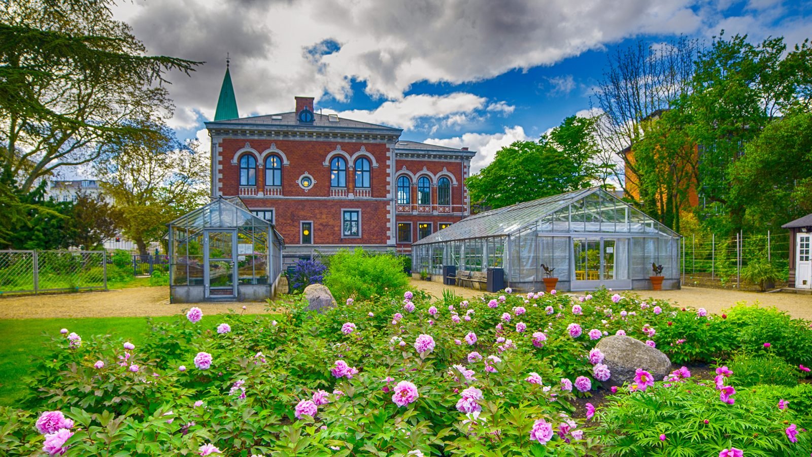 Kwiaty w Ogrodzie Botanicznym w Kopenhadze, Dania