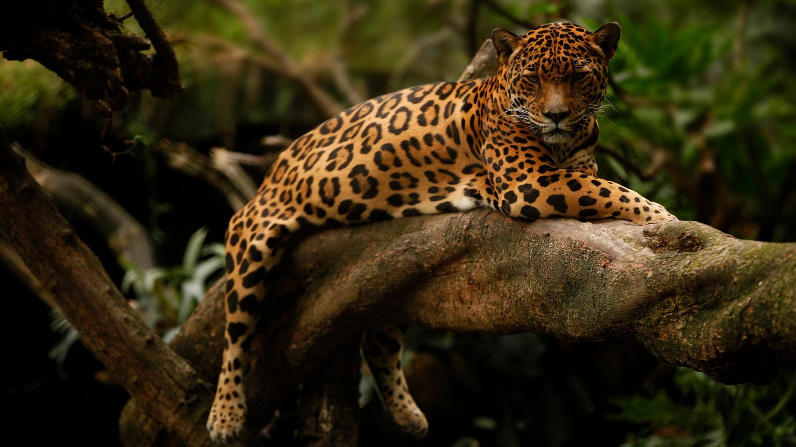 Jaguar (Panthera onca) odpoczywa na drzewie.