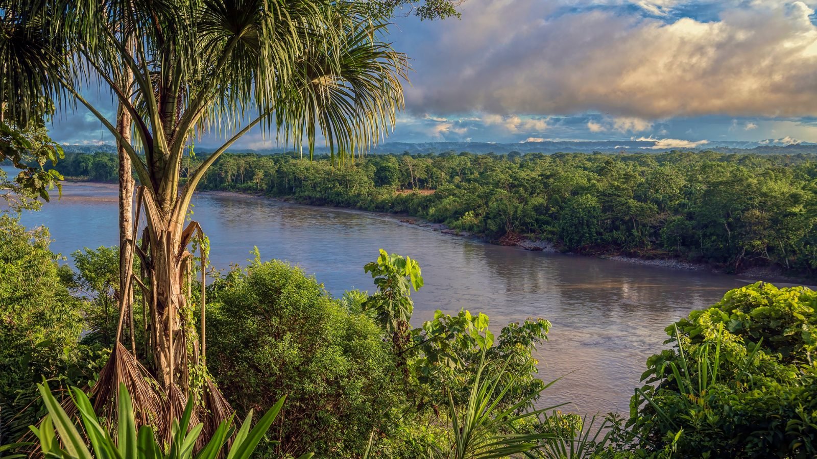 Widok z góry na rzekę Napo, dopływ Amazonki, i bujną tropikalną roślinność z palmą na pierwszym planie. 