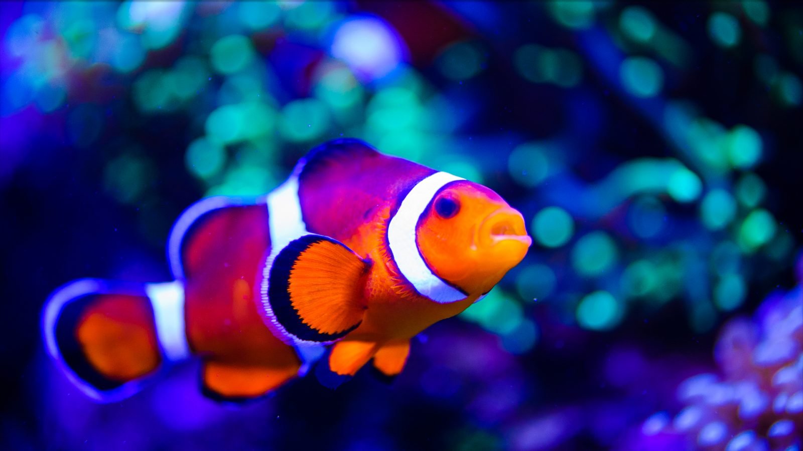 Rybka Nemo w oceanarium