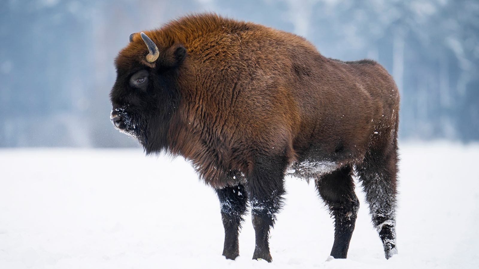 Żubr w ośnieżonym Białowieskim Parku Narodowym