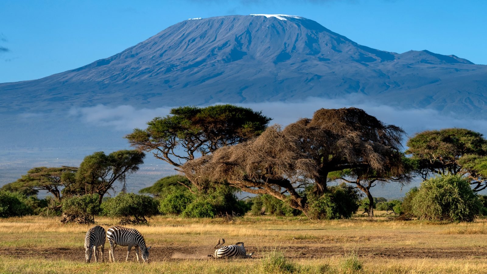 Zebry w parku narodowym w Kenii