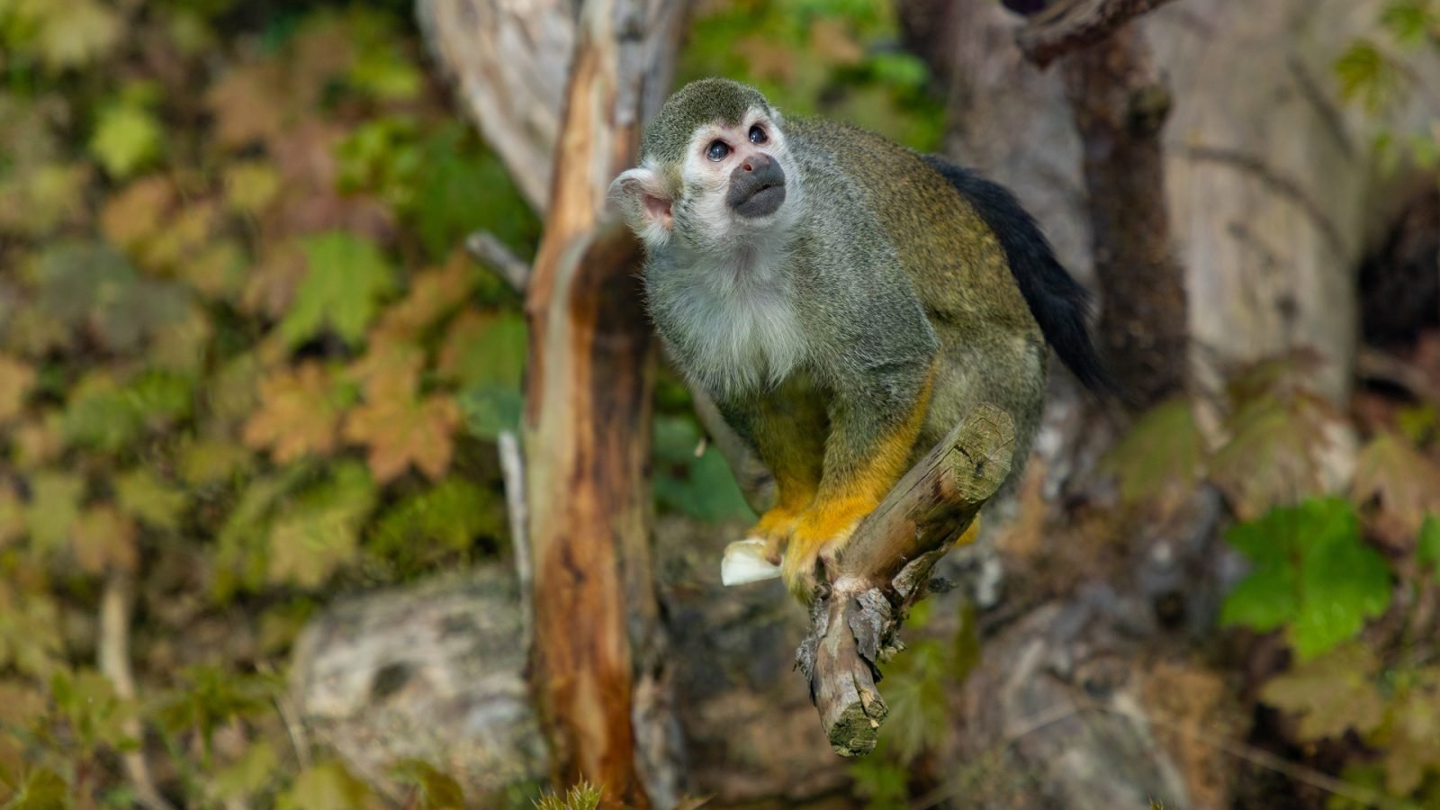 Małpka w orientarium w Łodzi