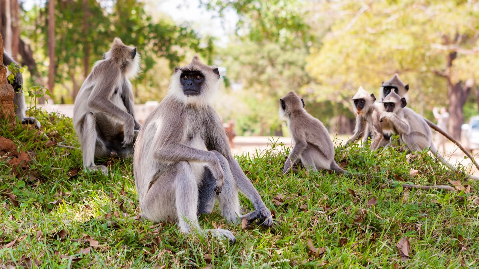 Małpki na Sri Lance