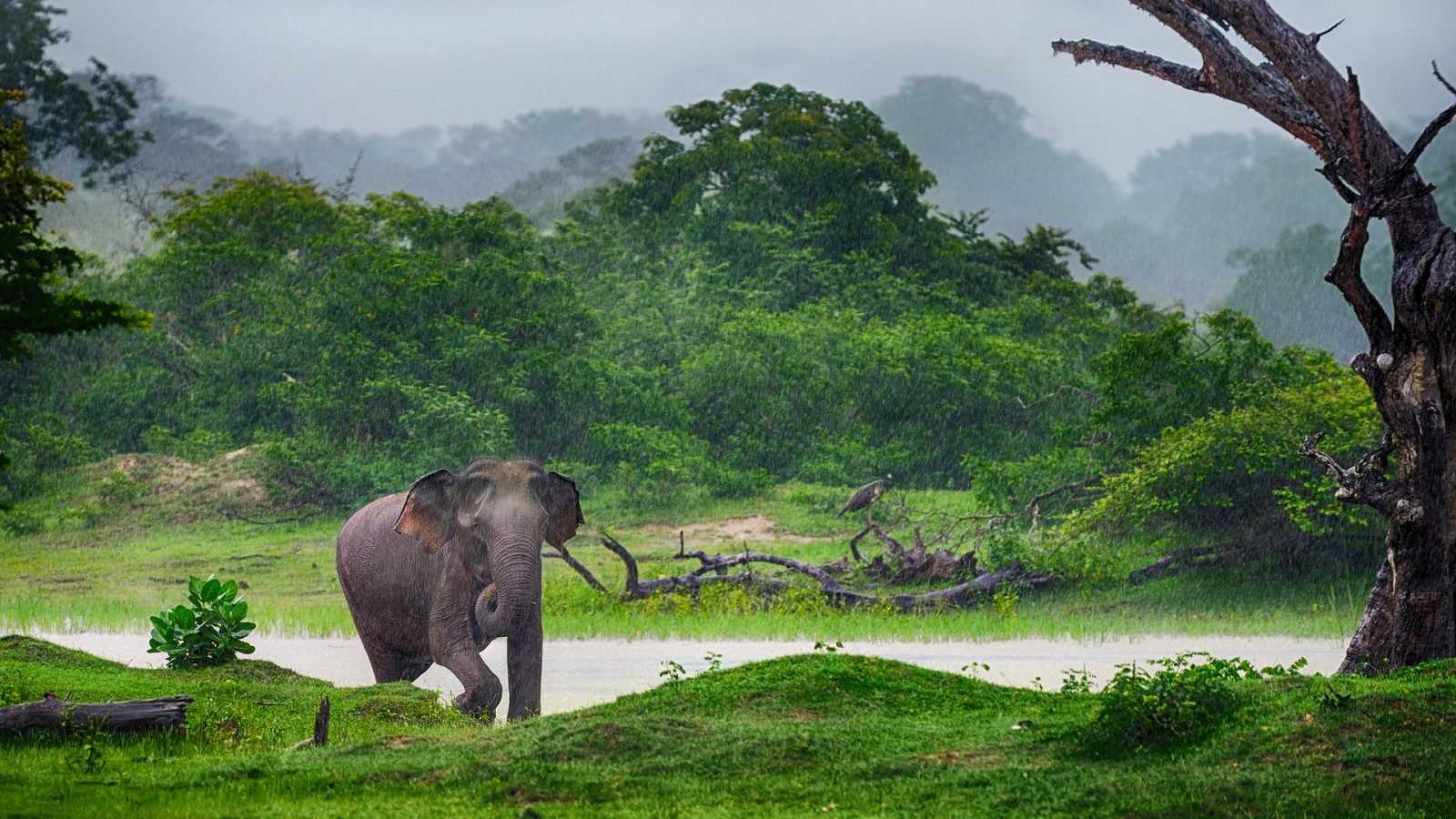 Pora deszczowa na Sri Lance, Słoń w deszczu