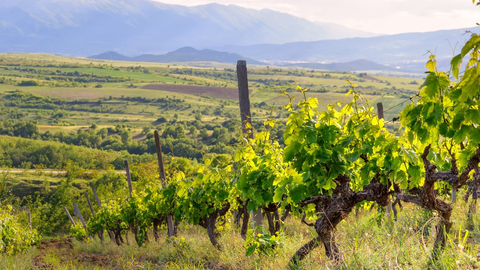 Winnica w Bułgarii.