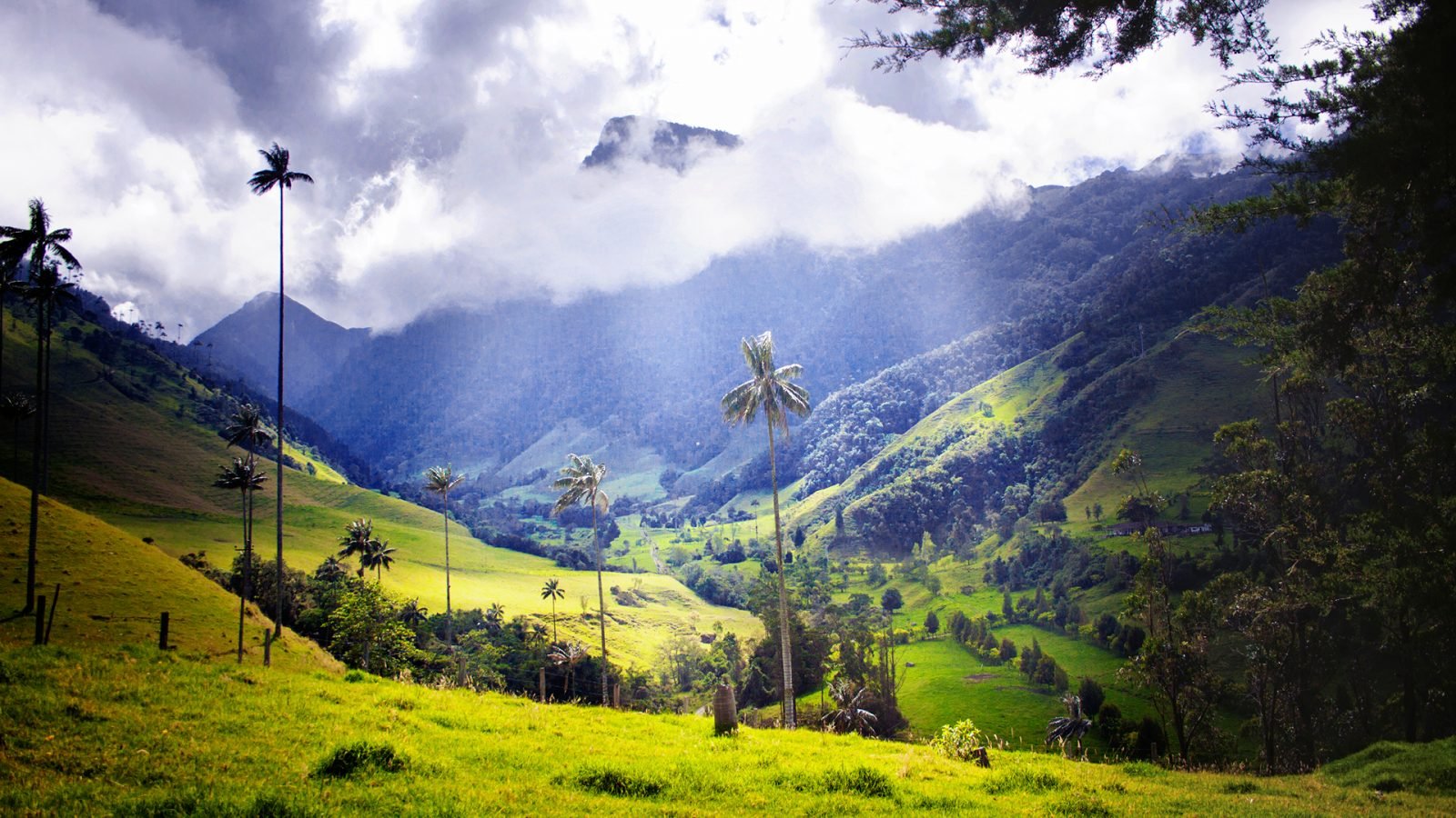 widok na dolinę Valle de Cocora