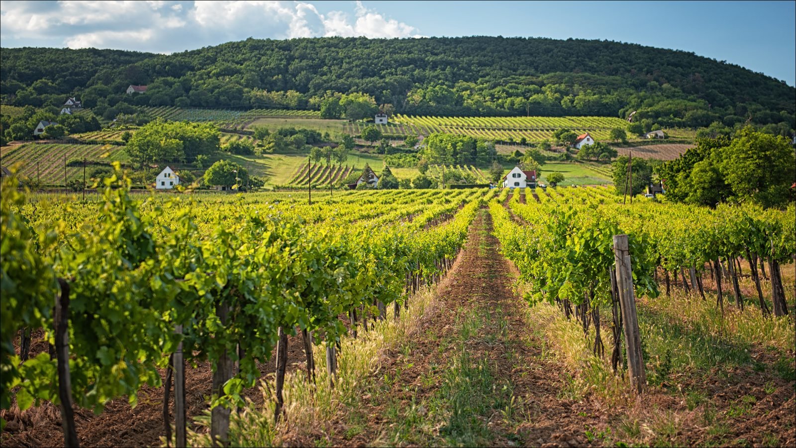 Piękna winnica nad jeziorem Balaton o zachodzie słońca