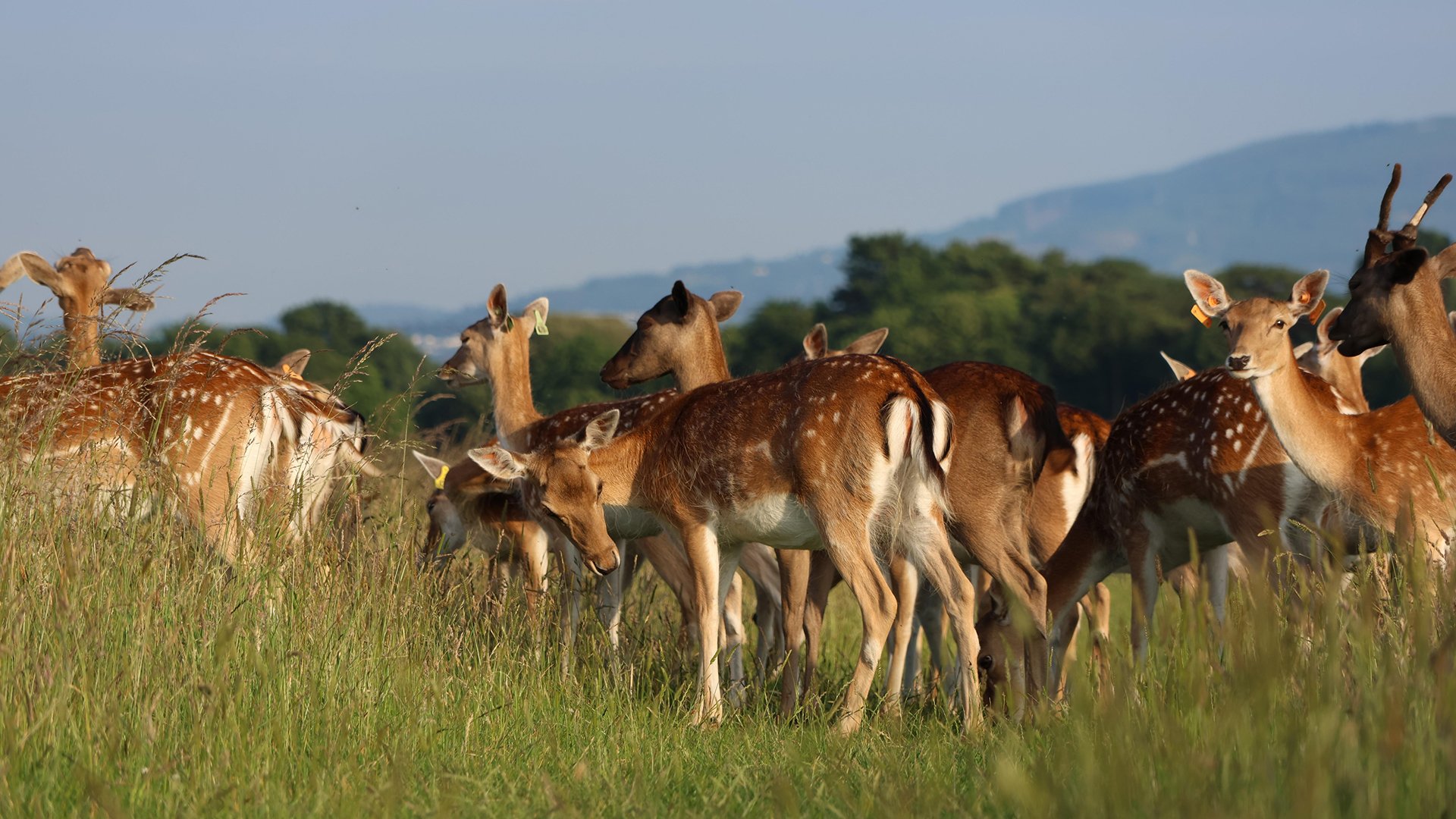 Phoenix Park