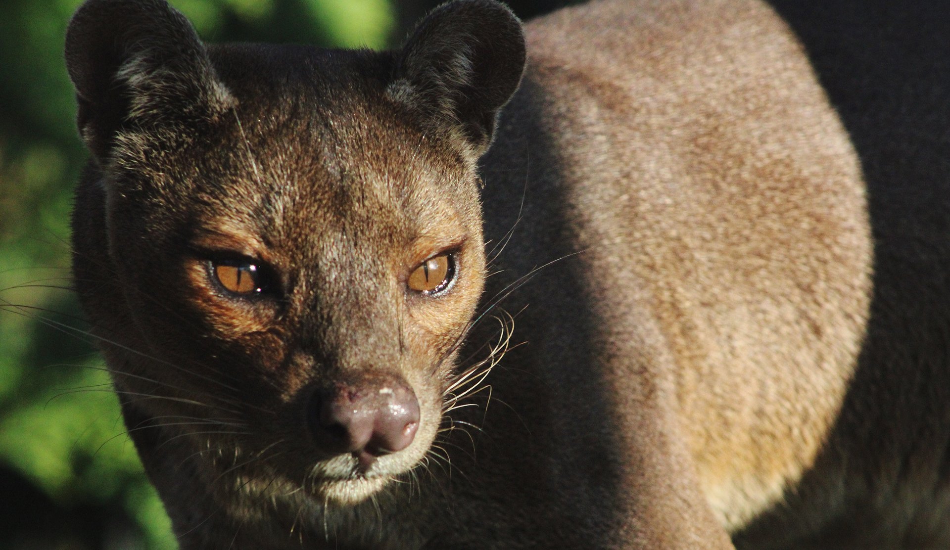 Fossa