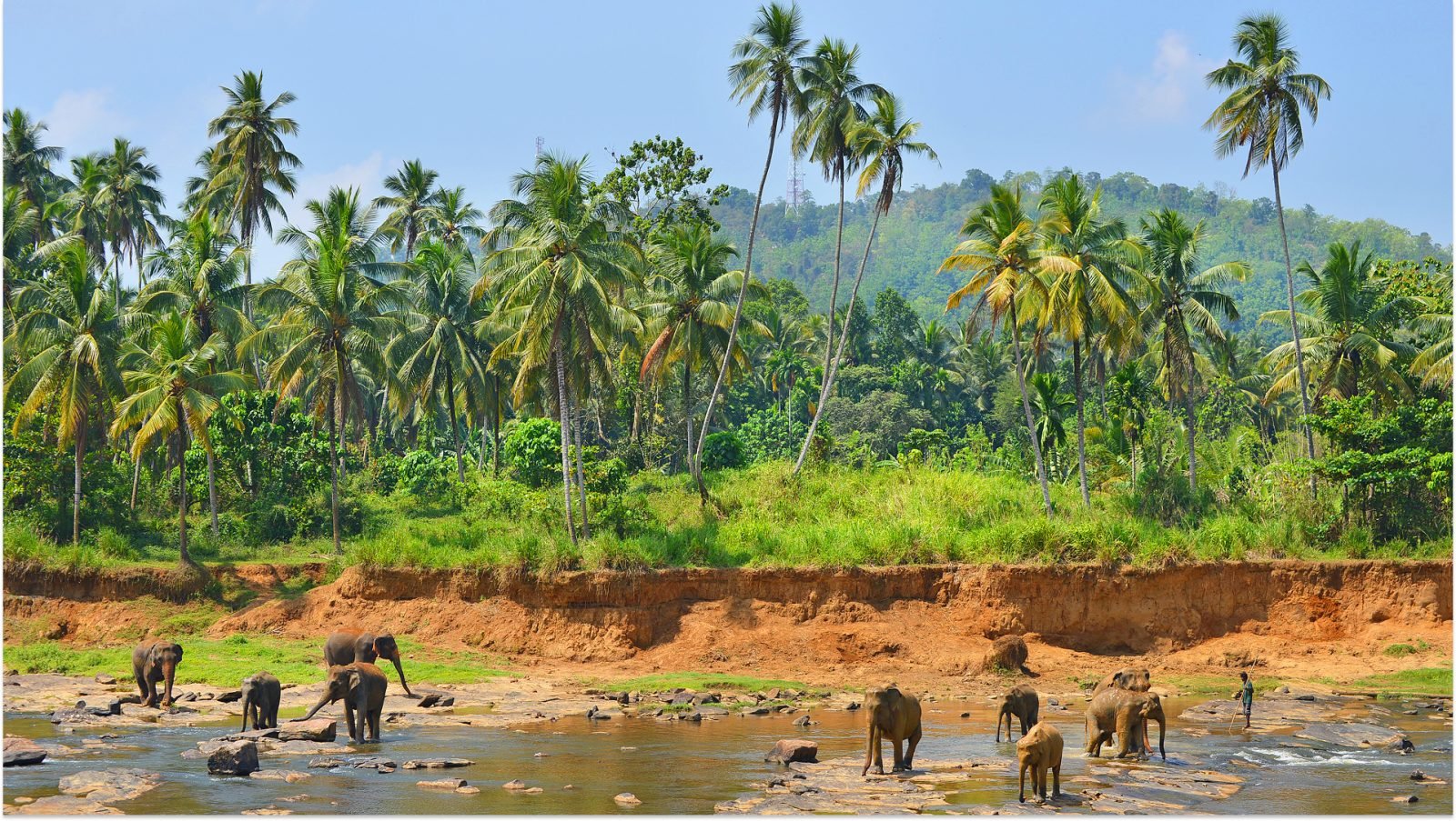Słonie na Sri Lance, Yaka National Park