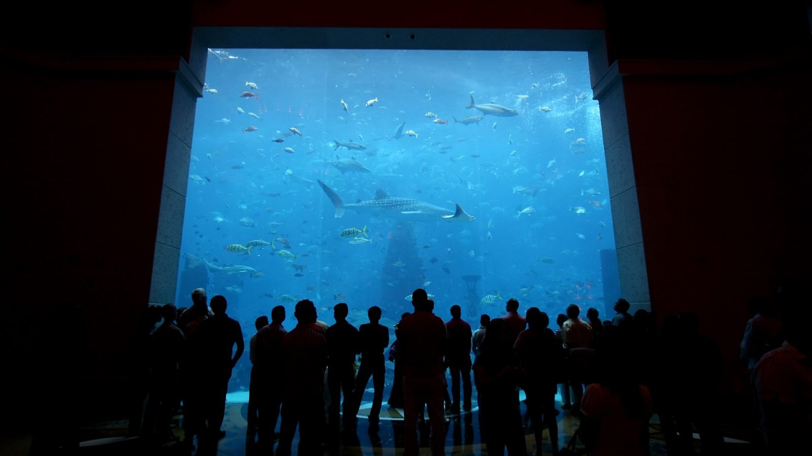 The Lost Chambers Aquarium