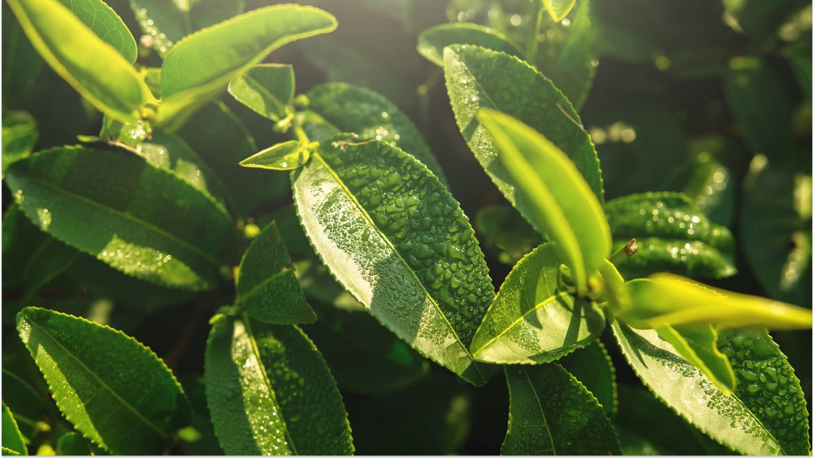 Liście krzewu zielonej herbaty