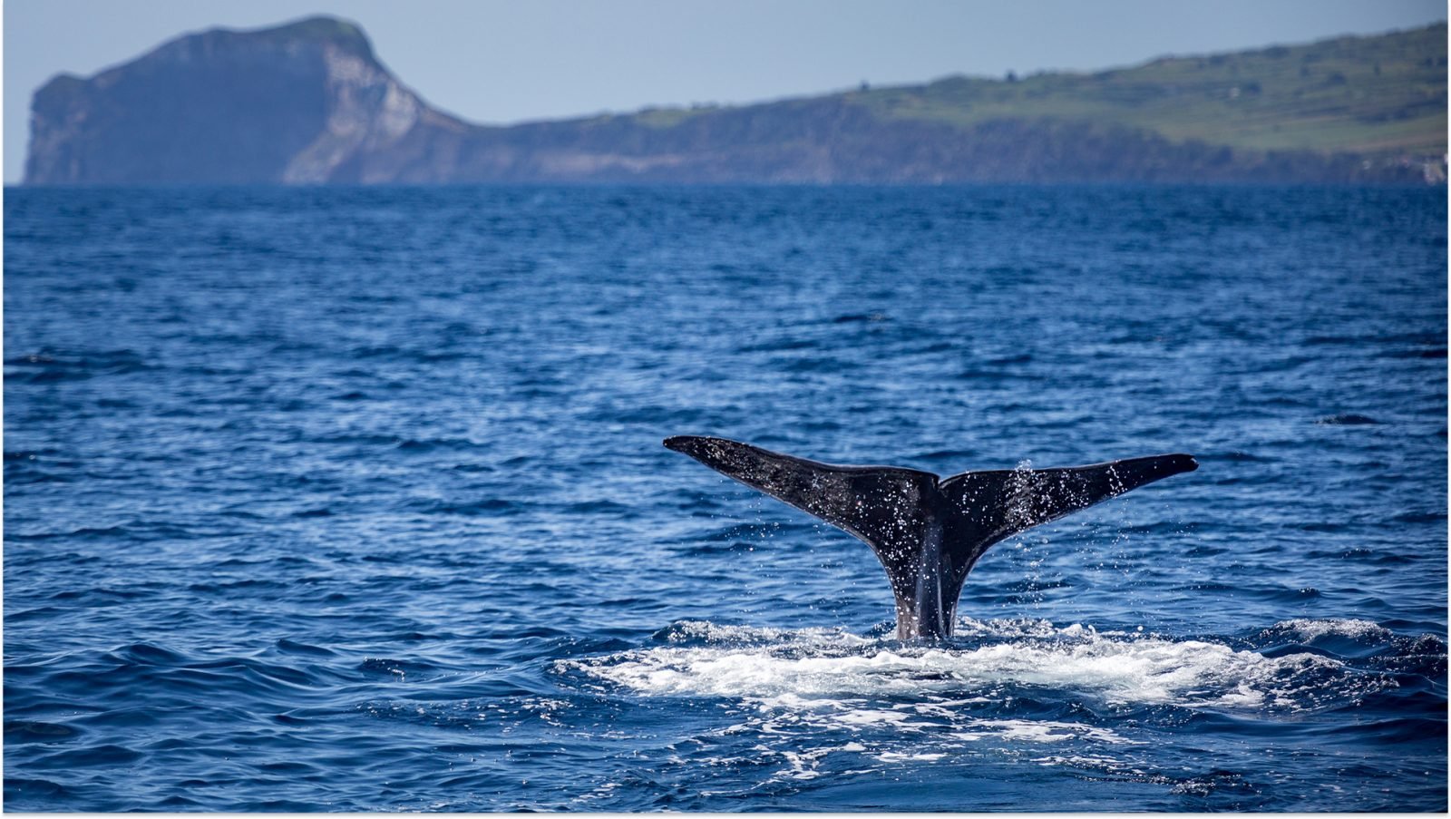 Ogon wieloryba wystający z wody, Azory