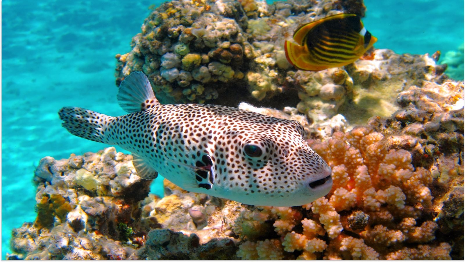 Pływająca ryba tropikalna - Rozdymka