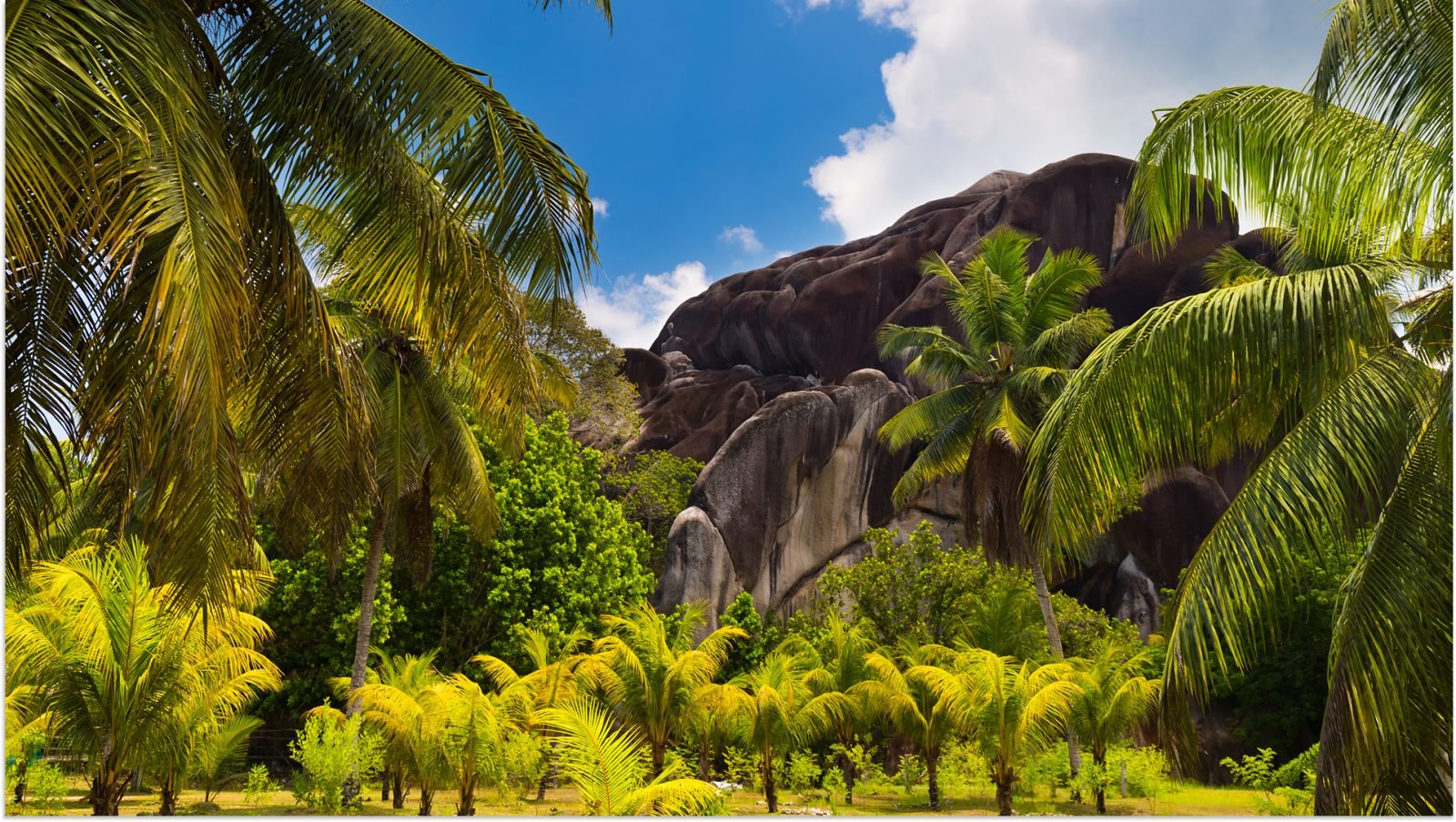 Gaj palmowy na plantacji kokosów, posiadłość L'Union na wyspie La Digue, Seszele
