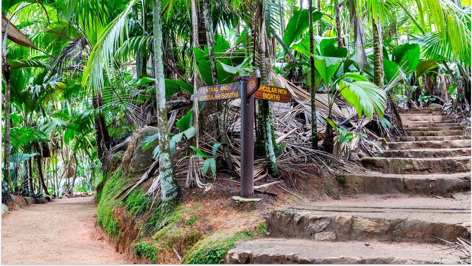 Rezerwat przyrody Vallée de Mai, kamienne schody prowadzące przez starożytny las deszczowy z palmami i bujną tropikalną endemiczną roślinnością wokół, wyspa Praslin, Seszele