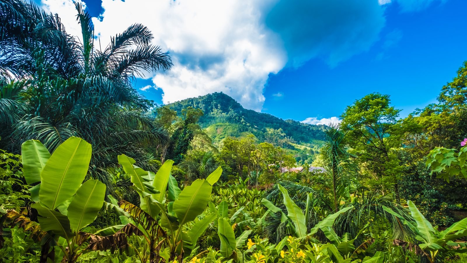 Widok na roślinność Madagaskaru