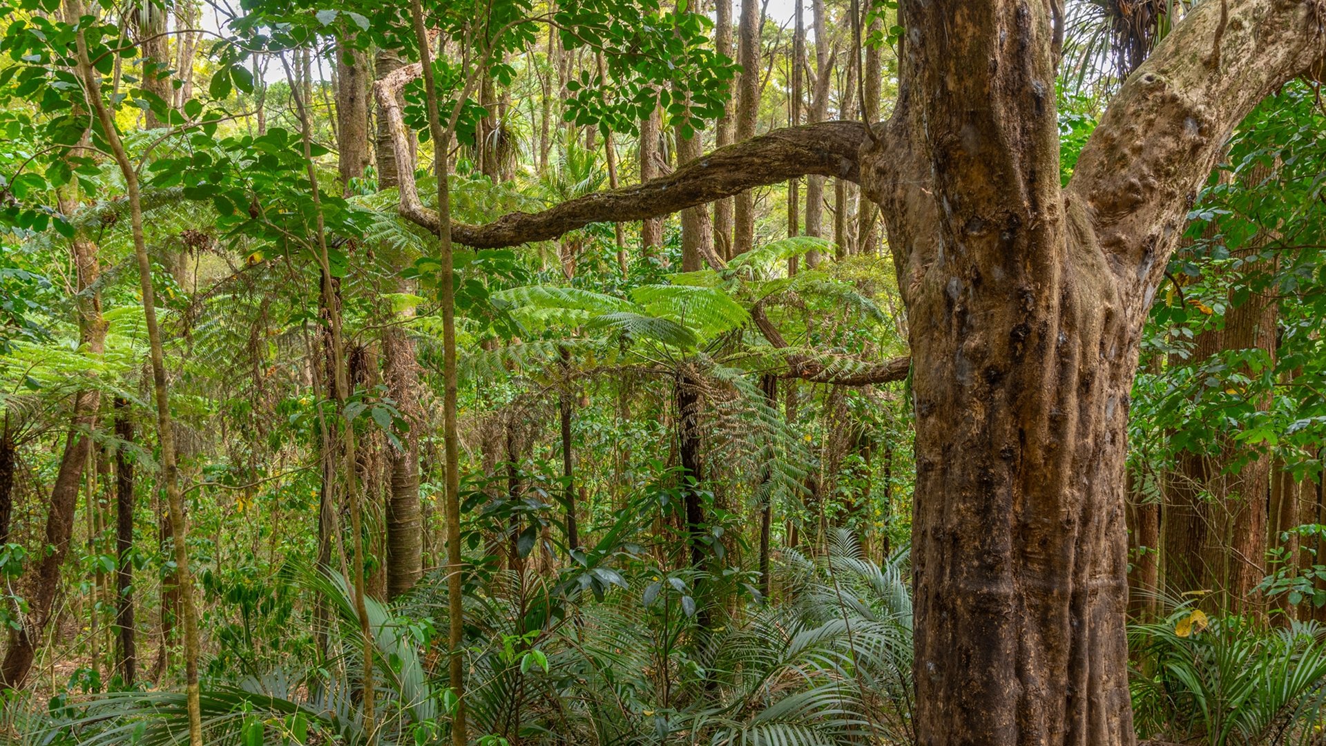 kauri