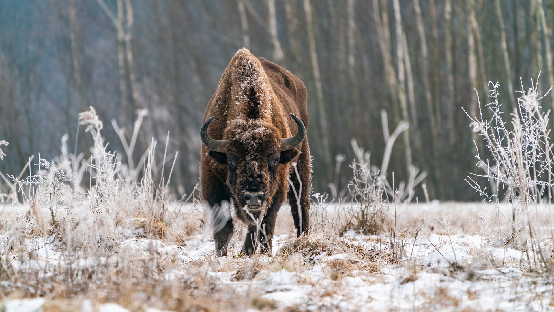 Puszcza Białowieska