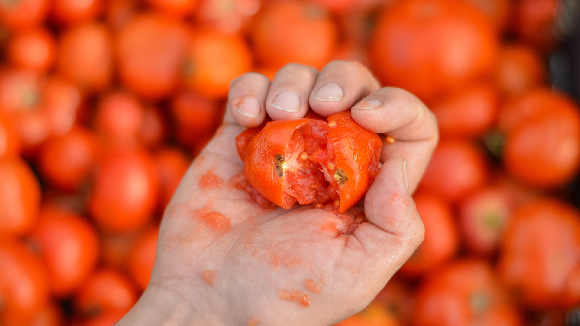La Tomatina