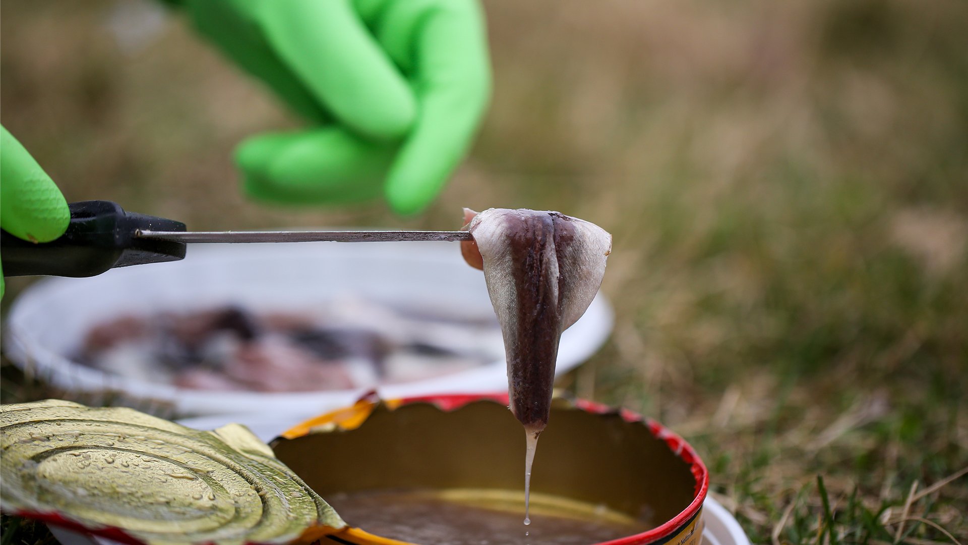 Surströmming