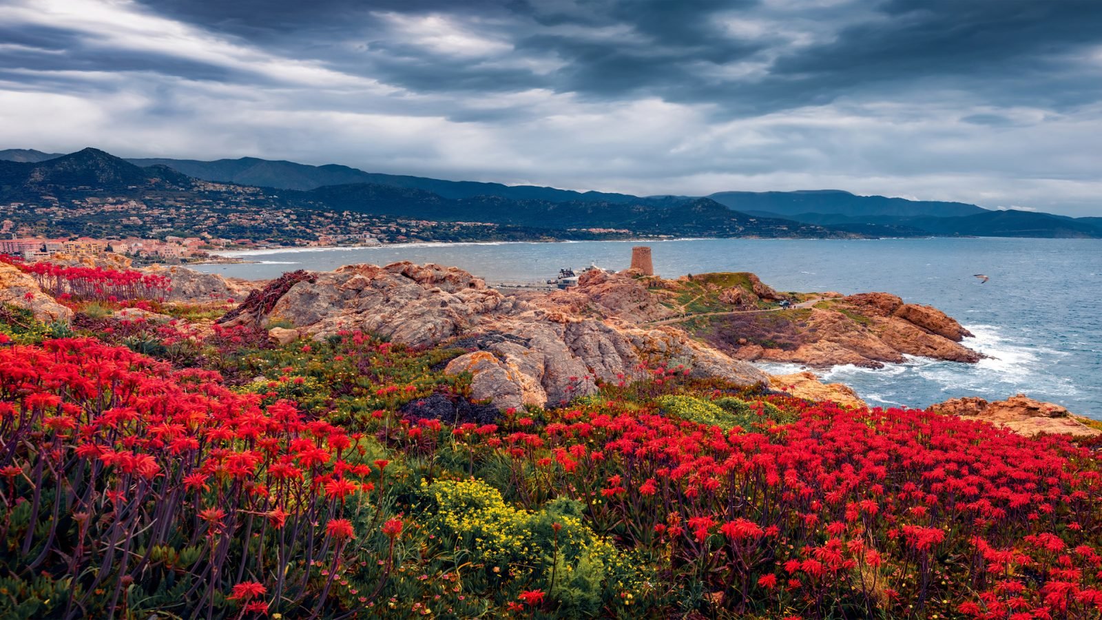 Kwitnące czerwone kwiaty na przylądku de la Pietra z wieżą Genoise de la Pietra w L'Île-Rousse w tle. Panoramiczny, letni widok na Korsykę.