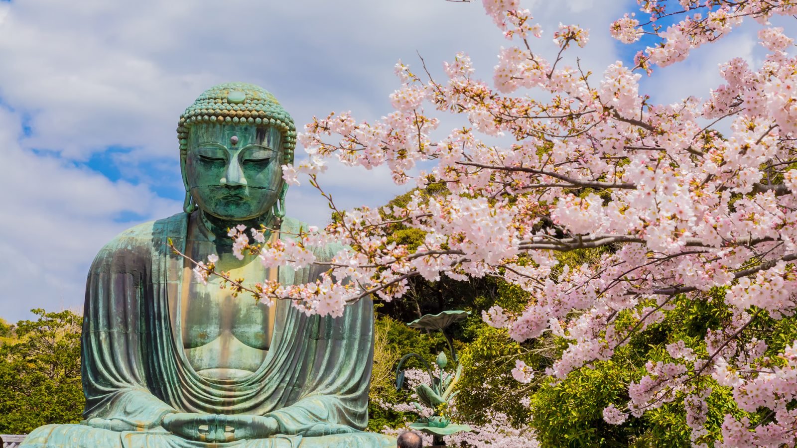 Wielki Budda w Kamakurze w Japonii. Na pierwszym planie widać kwiaty wiśni.