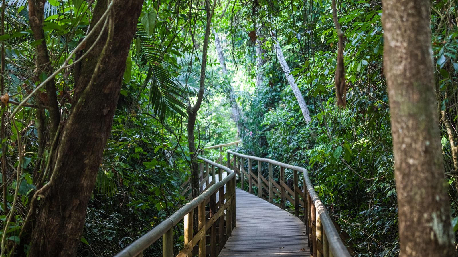 Las deszczowy tropikalny, most wśród drzew w Parku Narodowym Manuel Antonio.