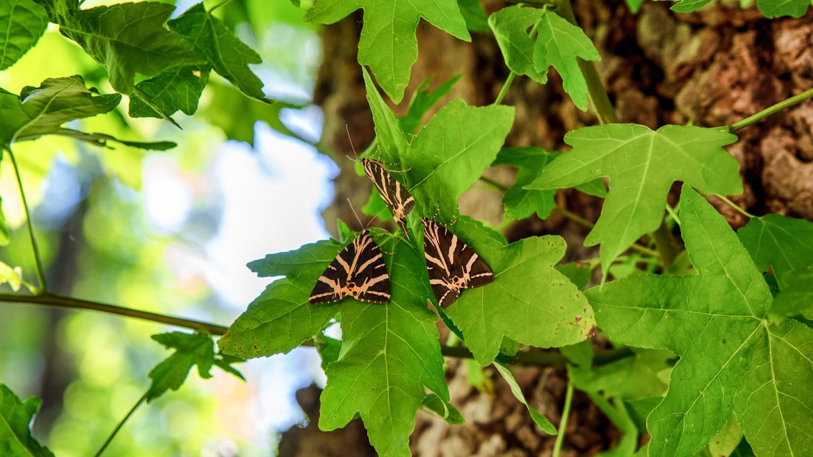 Zbliżenie motyli Panaxia odpoczywających na zielonych liściach w Dolinie Motyli na wyspie Rodos w Grecji, naturalnym siedlisku dzikiej przyrody latem.