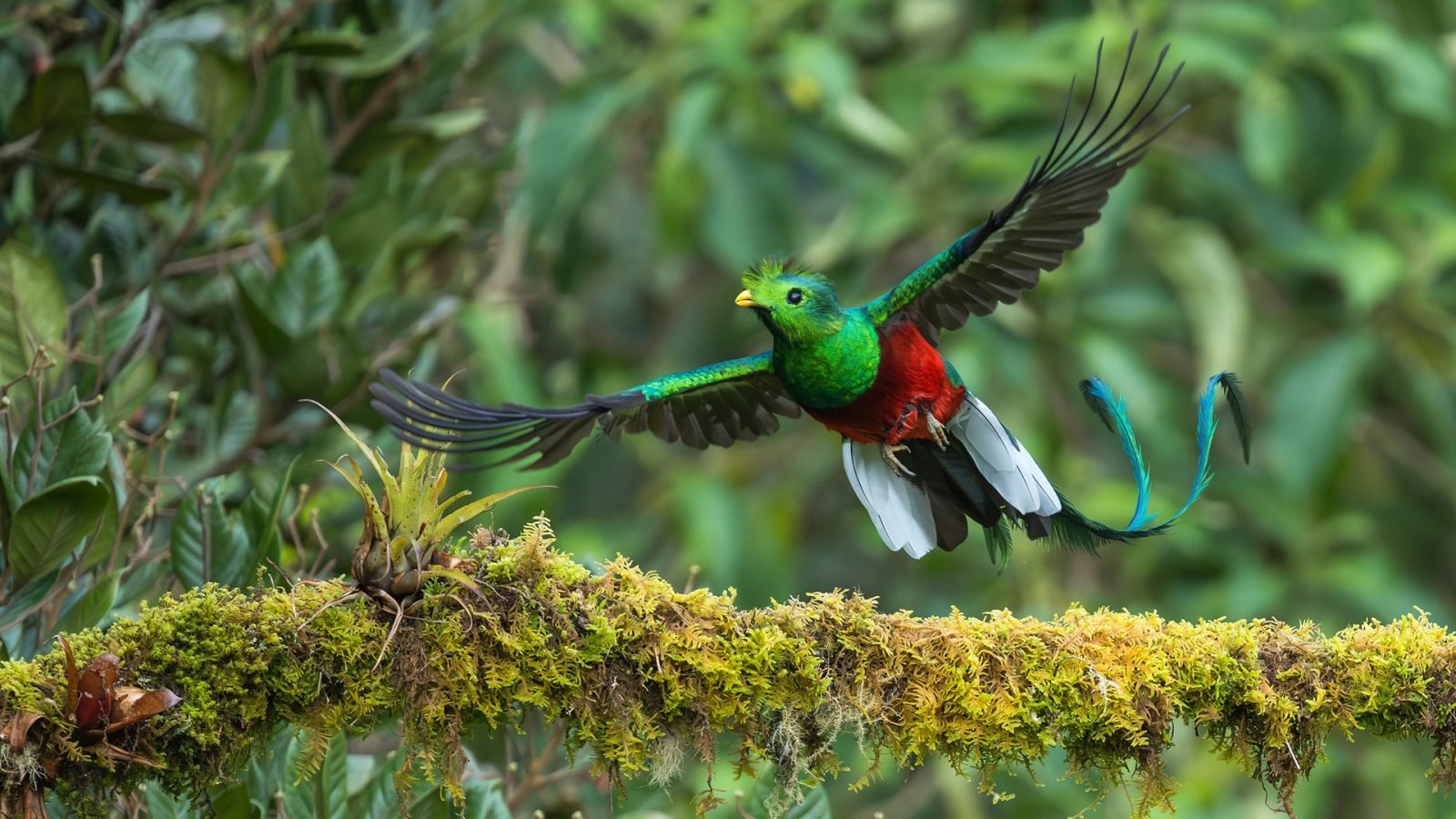Samiec Olśniewający Quetzal, Pharomachrus mocinno, w locie, Kostaryka.