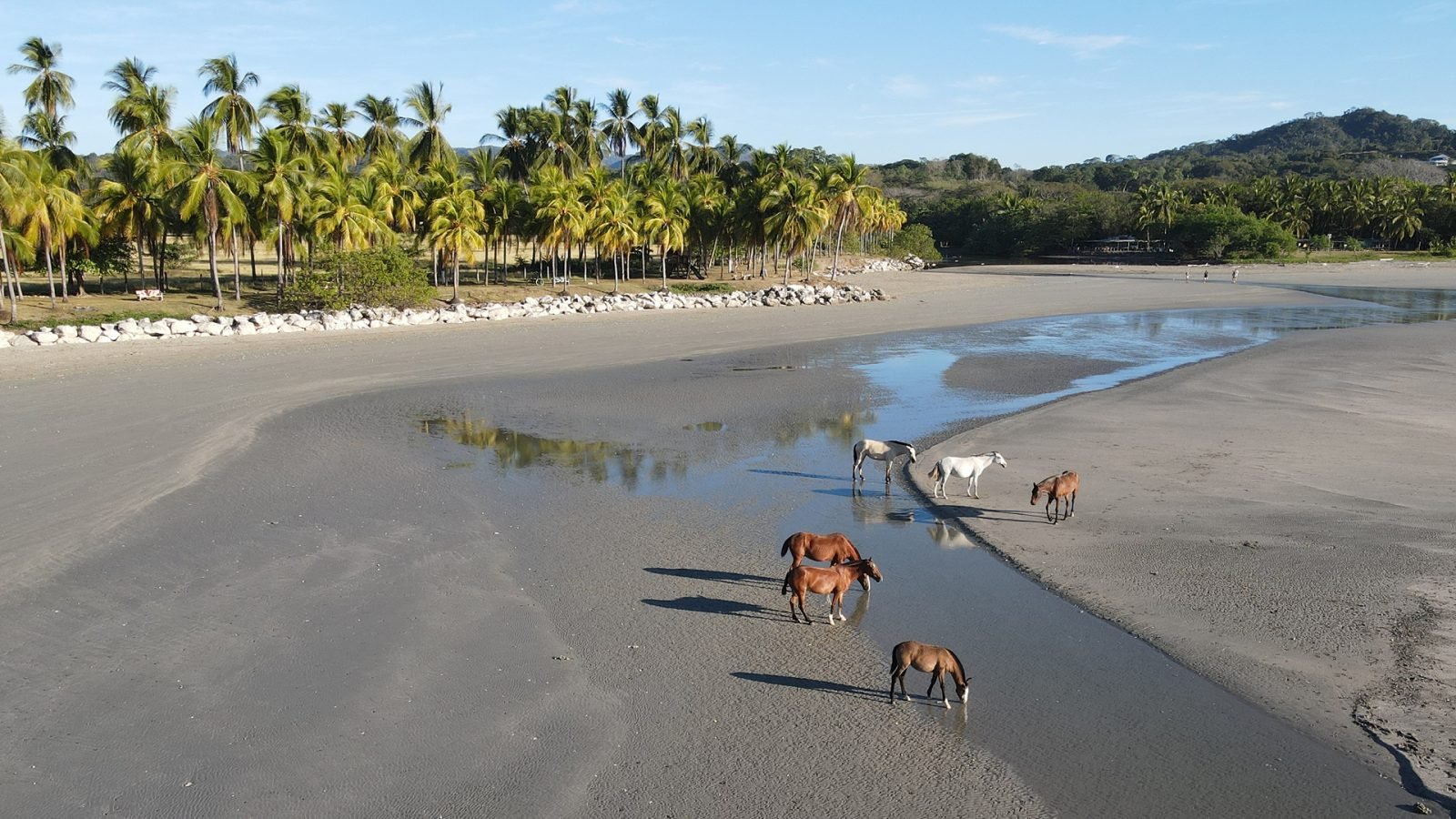 Wschód słońca na plaży Samara w Kostaryce, dzikie konie.