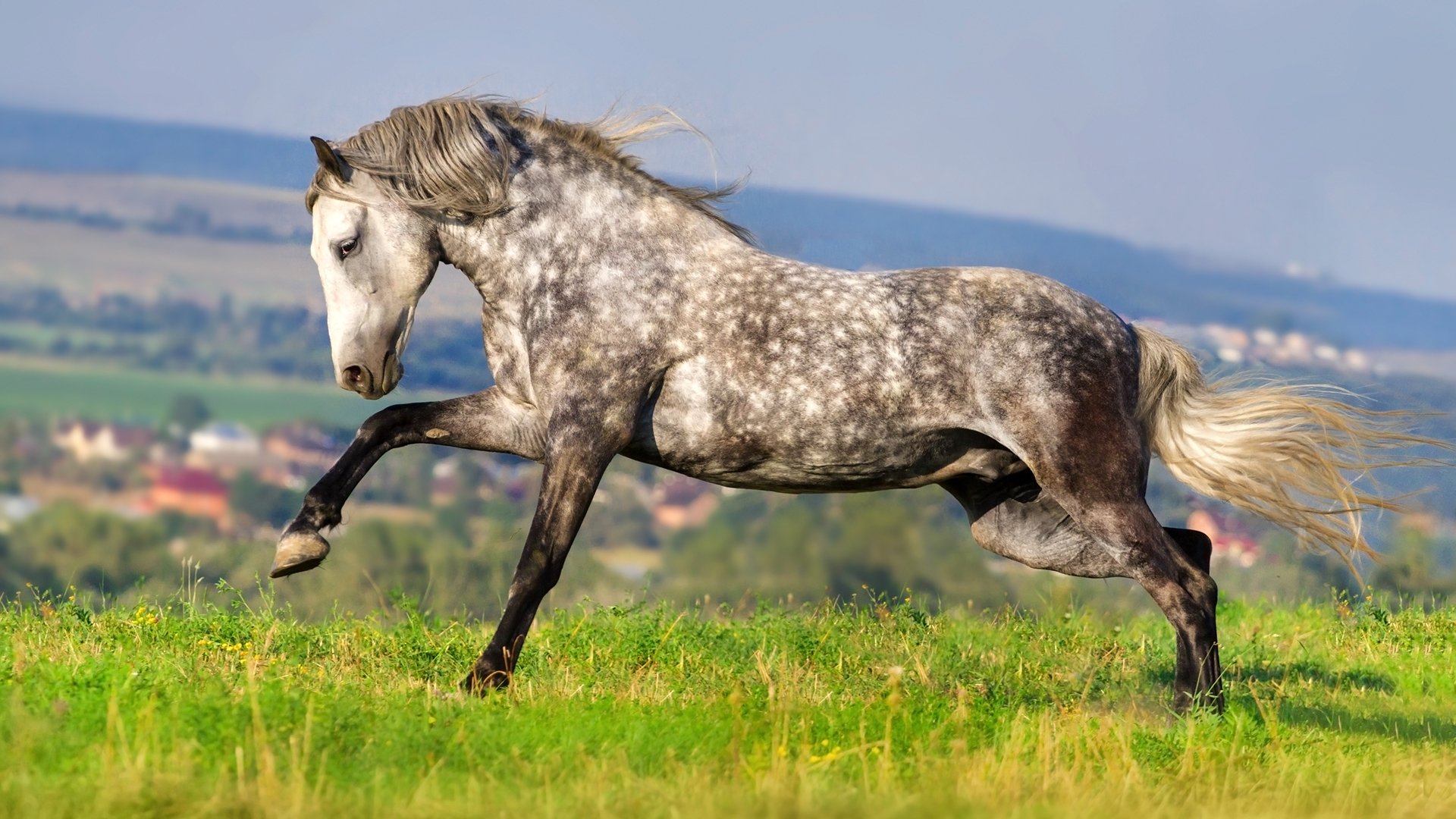 konik