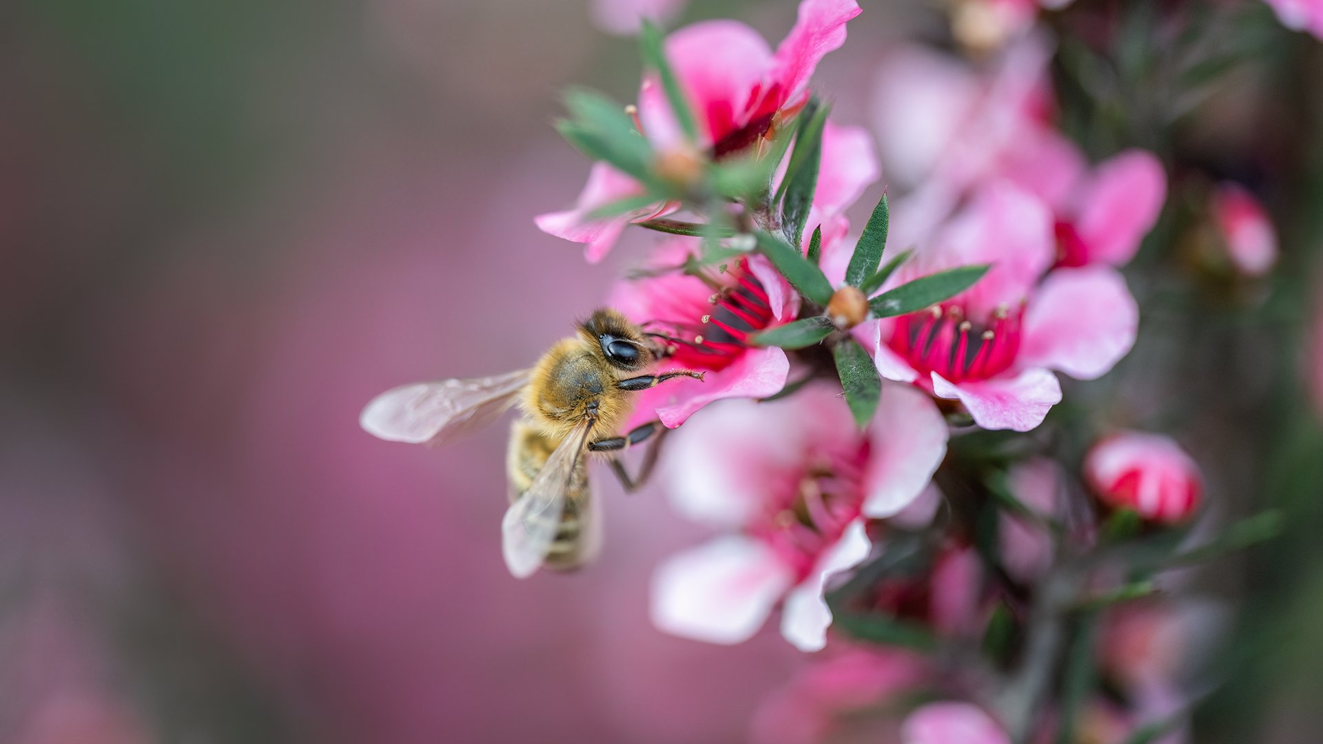 manuka