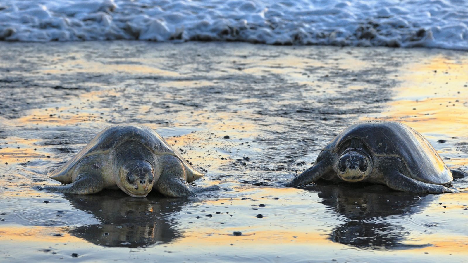 Żółwie morskie oliwkowe wychodzą na plażę, aby złożyć jaja. Narodowy Rezerwat Przyrody Ostional, Prowincja Guanacaste, Ostional, Kostaryka, Ameryka Środkowa