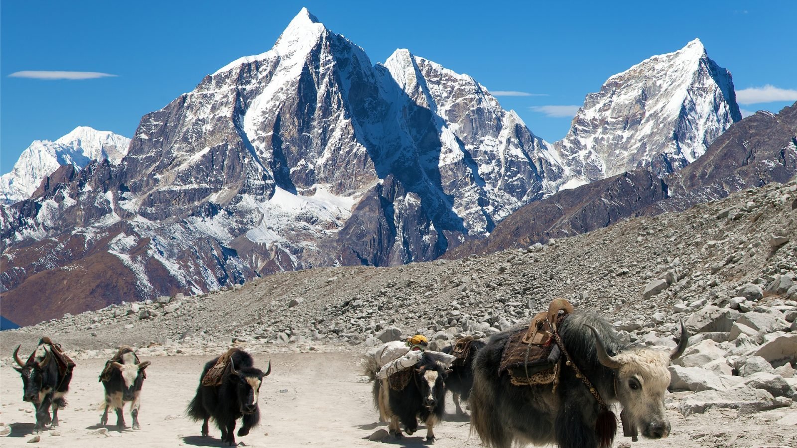 Panoramiczny widok na górę z grupą jaków, droga do bazy Mount Everest, dolina Khumbu, Solukhumbu, Himalaje Nepal.