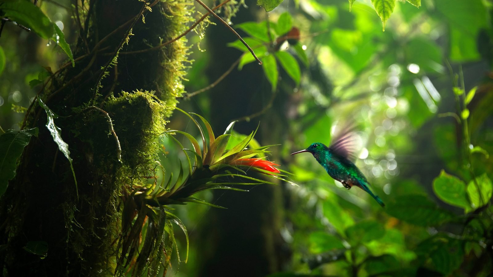 Koliber w lesie deszczowym Kostaryki.