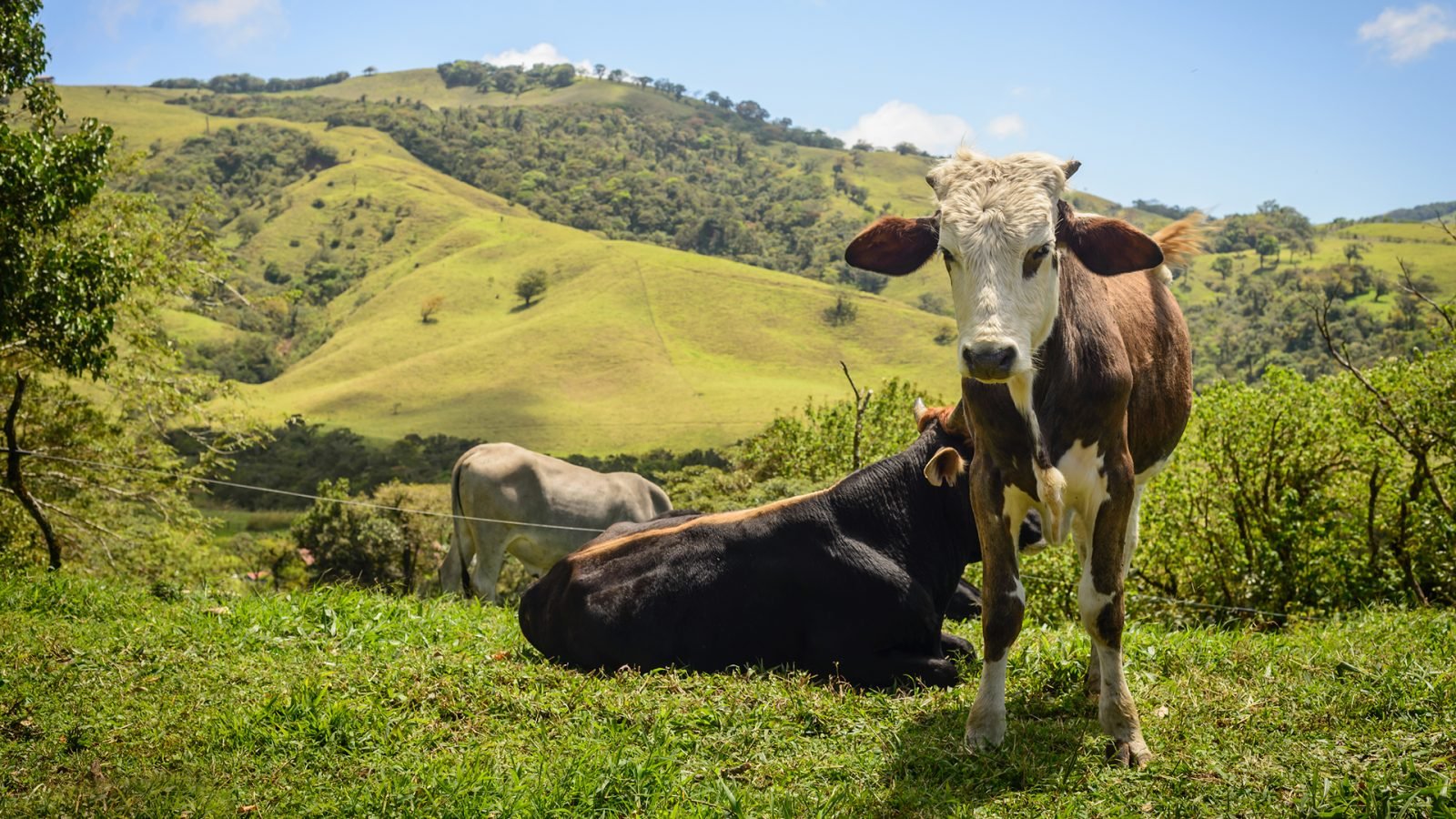 Krowy w Monteverde, Kostaryka.
