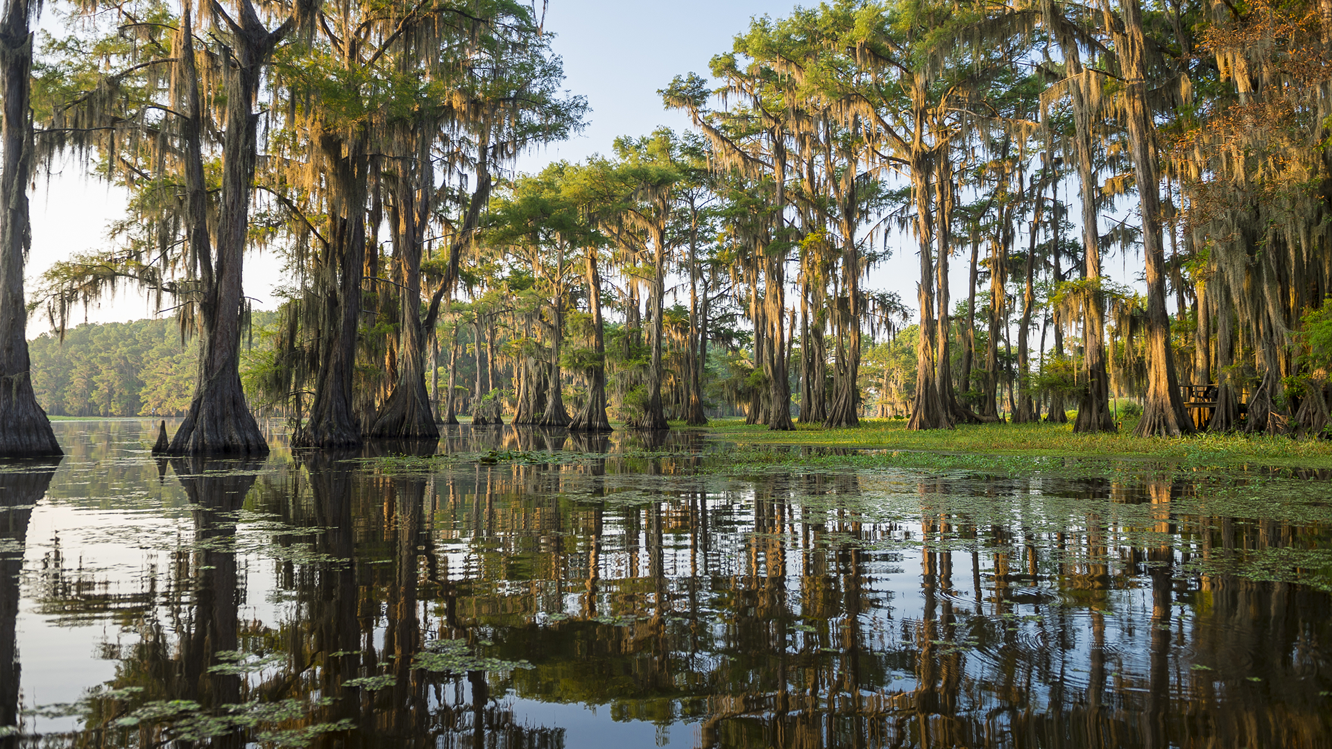Caddo Lake