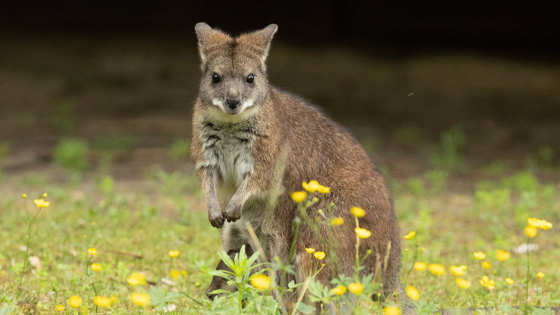 wallaby